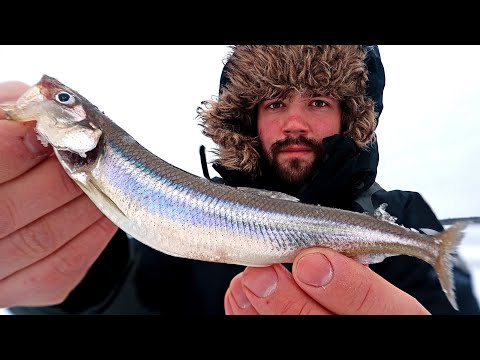 NORSSIN/KUOREEN PILKINTÄ - KIVINIEMI - KELLONLAHTI - OULUN KALAPAIKAT