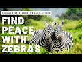Relaxing Zebra Video For Anxiety Stress Panic Attack Depression Soothing Music For Sleep Yoga