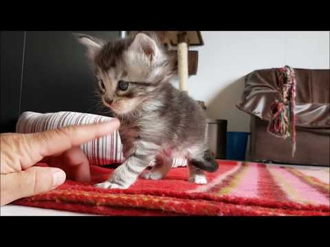 SchmuseAlarm.ch - Samira mit Babies 2017