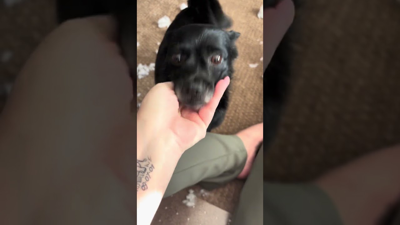 Enlarge Bebe and Blue, a ADOPTABLE mixed breed in Calgary, AB video 6/6