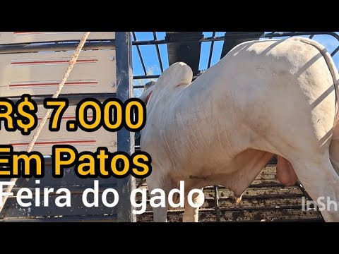 Feira do gado em Patos espinhara Paraíba