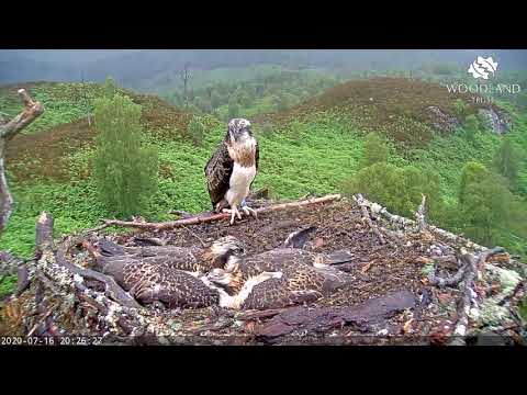 Eldest male Arkaig osprey chick practices perching - Loch Arkaig Osprey Cam (2020)