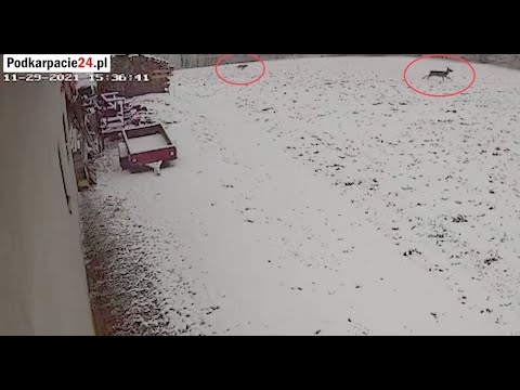 BIESZCZADY. Wilk goniący sarnę. Nagranie VIDEO
