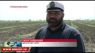 Продовольственное импортозамещение в Чечне вступает в новую фазу 