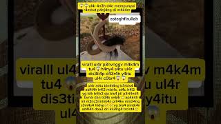 Download lagu viralll ul4r ber4mbvt p4nj4ng dim4k4m, bik1n g*g3r😱 #fypviral #trendingshorts mp3