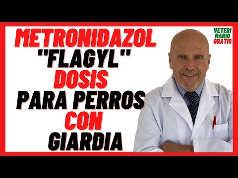 🟣 METRONIDAZOLE (Flagyl) DOSAGE for DOGS 🟣 with Gastroenteritis due to GIARDIA in Dogs (Price..)
