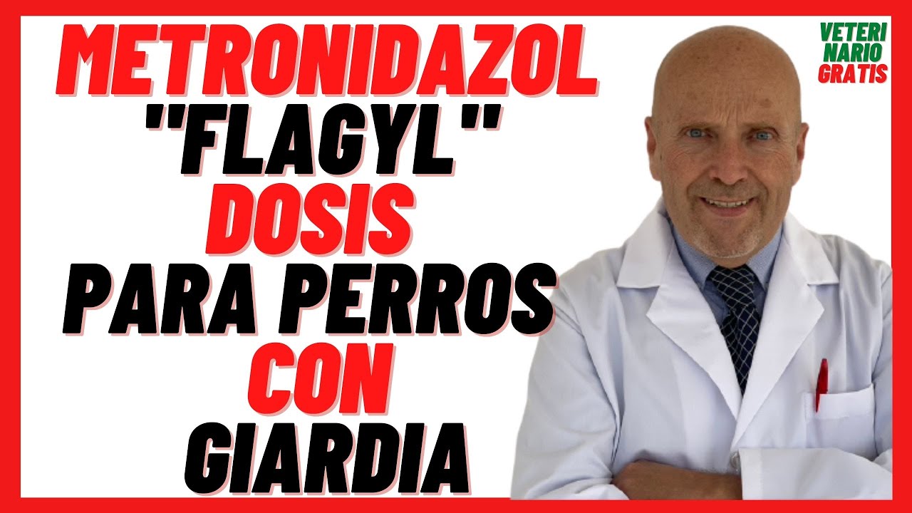 🟣 METRONIDAZOL (Flagyl) DOSIS para PERROS 🟣 con Gastroenteritis por GIARDIA en Perros (Precio..)