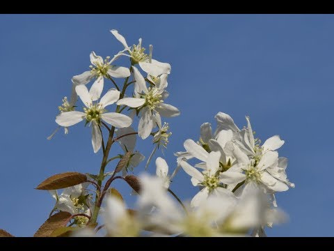 Serviceberry