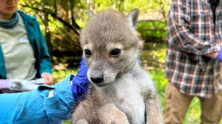 2026 CBS Sunday Morning story: Coyotes (we did Chicago part)