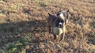 Video preview image #1 Boxer Puppy For Sale in HUMBOLDT, NE, USA