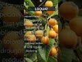 Loquat Growing Basics. Add your tips below 👇 #loquat #basics #tips