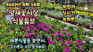 2022년 4월 15일 금요일  예쁜식물들  보면서 김샤론과 수다즐겨봐요 #양재꽃시장 #식물튜브