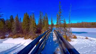 4K Winter Walk - Walking in a Snow Forest