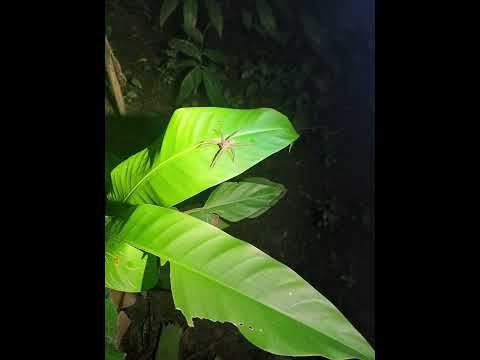 Noční džungle: život ve tmě