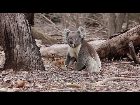 Hanson Bay Wildlife Sanctuary