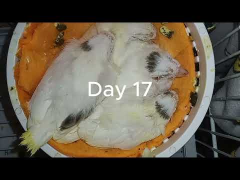 "How to Care for Canaries: A Comprehensive Guide for Beginners"