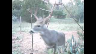 preview picture of video 'deer hunting 2012-2013 llano'