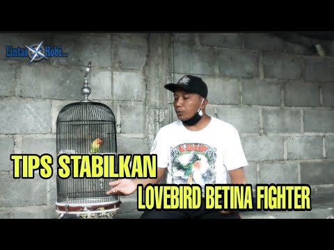 Tips Stabilkan Love Bird Betina Fighter, Agar Stabil Raih Juara