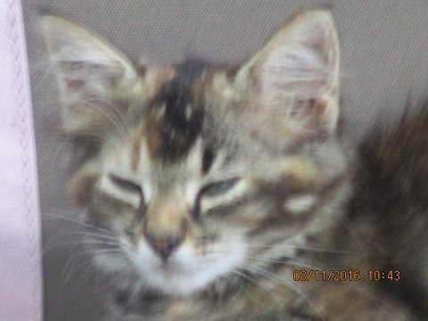 New DJ Prophet Mix featuring Saphia and Teddy