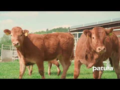 Limousin Zucht im Kellerwald | Bio Limousinzucht Dirk Wickert