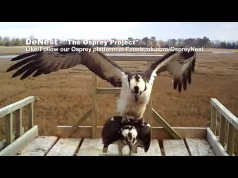 DeNest - Osprey Mating Ritual