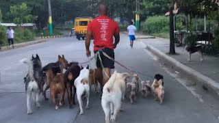 Stray Dogs Bark at Dog Walker