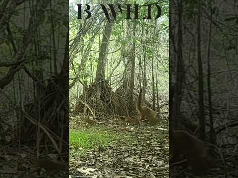 #coati #nasua #peten #guatemala #bwild
