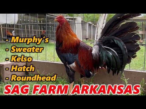 Jerry Gonzalez Murphy’s Hatch Kelso Sweater Roundhead - Beautiful Birds Sag Farms