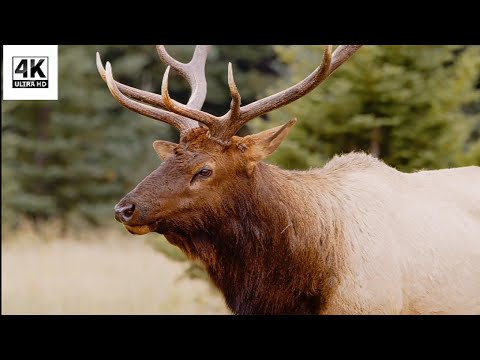 Winter Beauty of Canadian Nature-Nature Relax Short Video