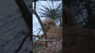【4K HDR】アメリカワシミミズク成長記録 巣離れ Great Horned Owl　2026/04/11 夕方 #losangeles #ミミズク #greathornedowl #shorts