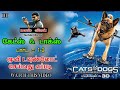 How To Download Cats Dogs Hollywood Tamil Full Movie Collection For Easy Download