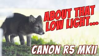 Canon R5 MKII High ISO Performance -Noisy or Not?