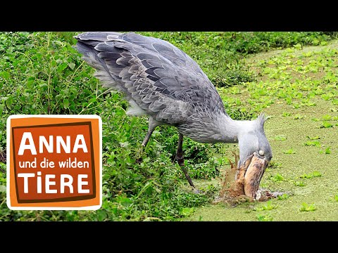 Sushi, der Schuhschnabel | Reportage für Kinder | Anna und die wilden Tiere