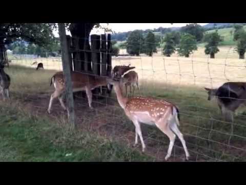 Feeding the deer in Wittlich