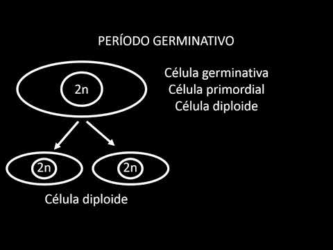 OVULOGÊNESE OU OVOGÊNESE