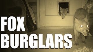 Fieldsports Britain - Fox burglars  (episode 189)