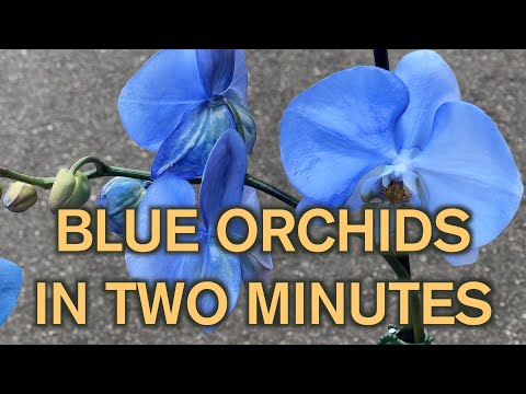 How to make a blue orchid in two minutes