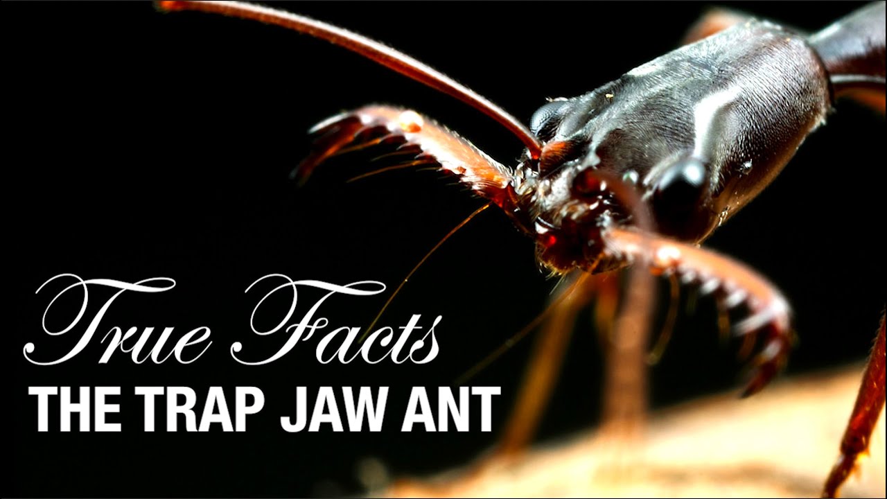 True Facts: Trap Jaw Ants