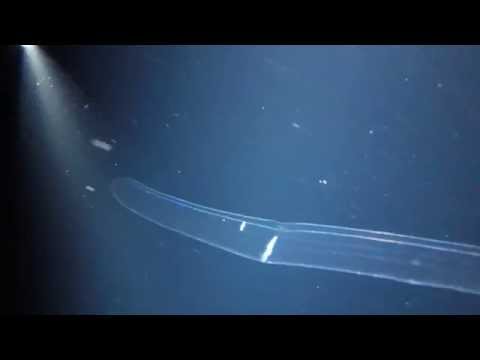 Pelagic Magic black water night scuba dive - Kona Hawaii