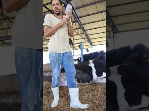tratamento de vaca com Vallee cálcio