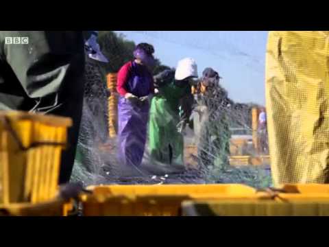 Qualifying Program Intro: Korean GP 2013 - BBC F1