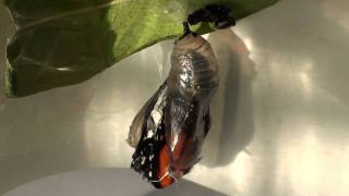 preview picture of video 'Monarch butterfly hatching (HD)'