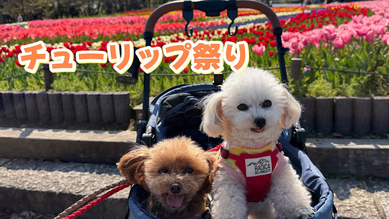 満開のチューリップを見に行ってきたよ