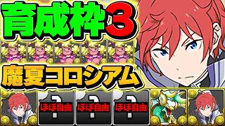 【育成枠4】ラインハルトで魔夏コロシアムを4分周回！+891効率マジで最強です！！【パズドラ】