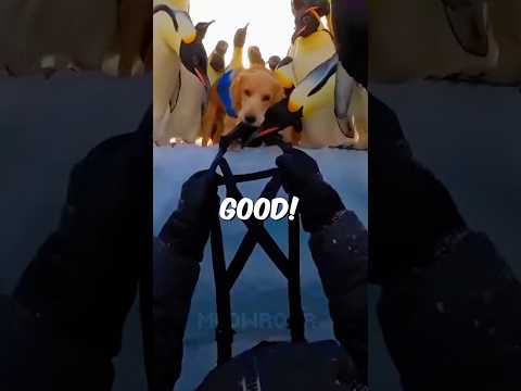 🐶They Tried So HARD To PULL Me Out... 🐧😭💔 #shorts