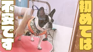 ドキドキのサロンデビュー🐶
