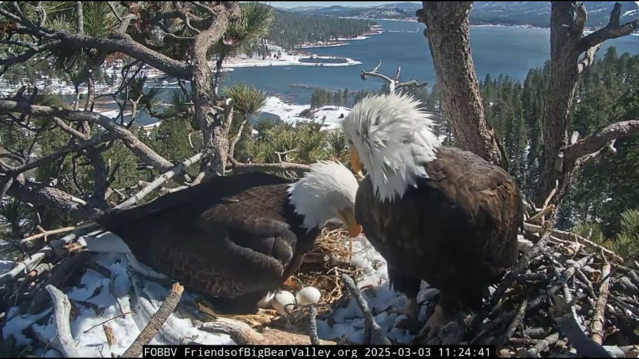 @FOBBVCAM Happy and proud Jackie and Shadow 03.03.2025