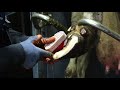 Wopa Demo SA0049BHL Claw Treatment Crush