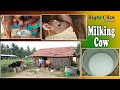 Milking Cow Milking Cow And Calf Cow In A Village Indian Cow Milking Method Cow Milk