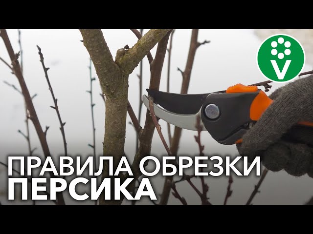 КАК ОБРЕЗАТЬ ПЕРСИК ВЕСНОЙ? Правила обрезки персика для начинающих садоводов
